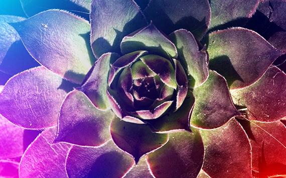 WDS markkinoinnin johtaminen alakuva